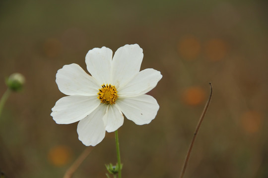 格桑花