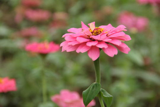 格桑花