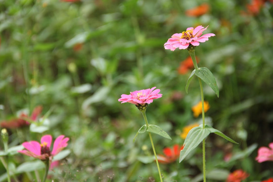 格桑花