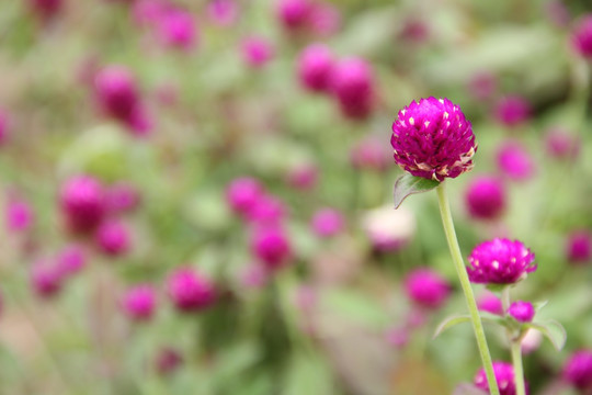 紫球花