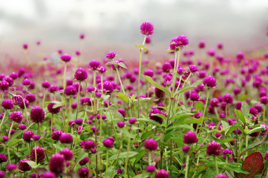 红球花