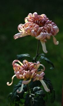 菊花 秋菊 花卉 植物 花瓣