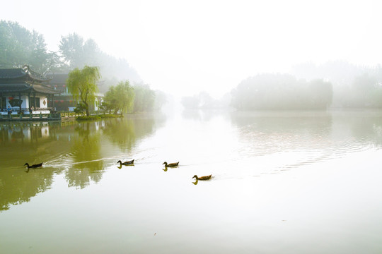 扬州瘦西湖 江南园林 鸭子