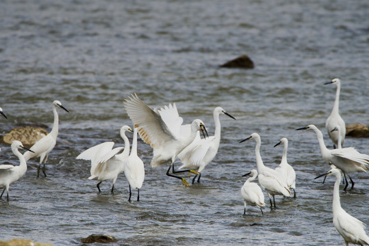 水中的成群白鹭 鸟
