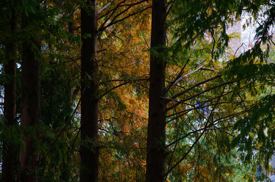 秋色 树林