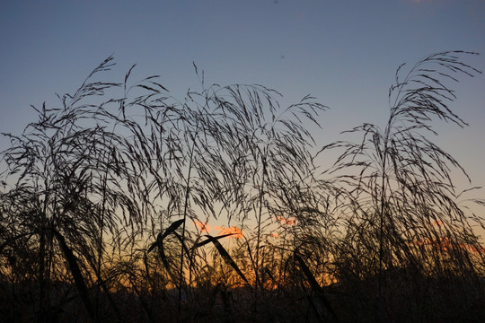 夕阳下的芦苇