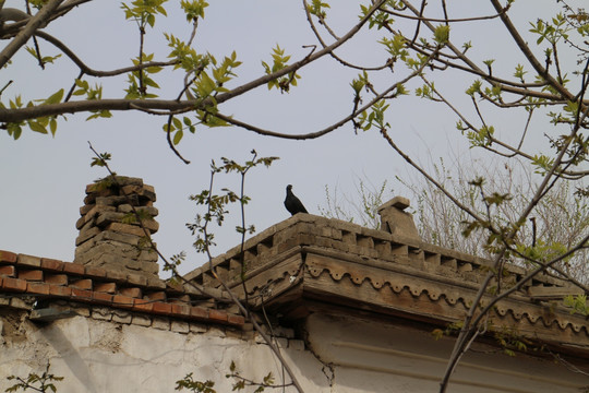房顶上的小鸽子
