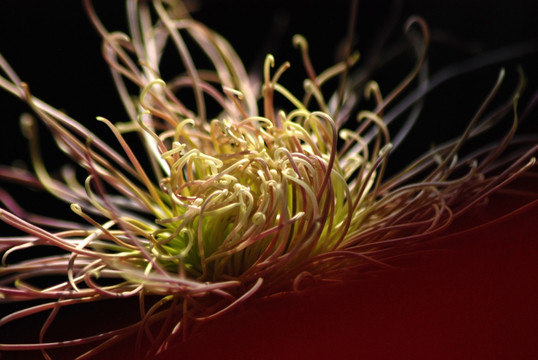 菊花 秋菊 花卉 植物 花瓣