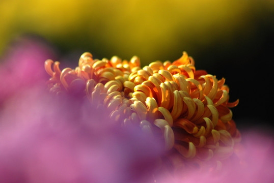 菊花 秋菊 花卉 植物 花瓣