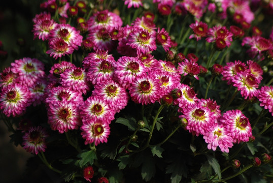 菊花 野菊花 秋菊 小菊花