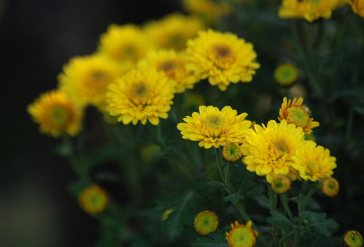 菊花 野菊花 秋菊 小菊花