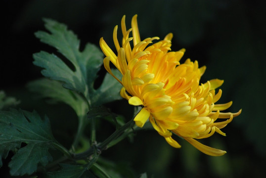 菊花 秋菊 花卉 植物 花瓣