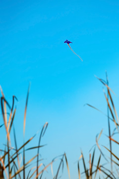 飞向高空的风筝