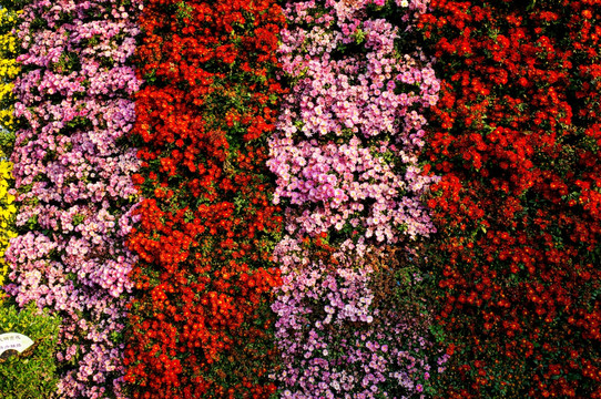 小菊花花卉背景墙