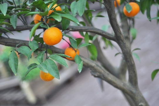 小桔子 橘子 有机 野生 农村