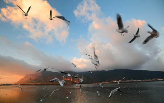 滇池西山彩云海鸥