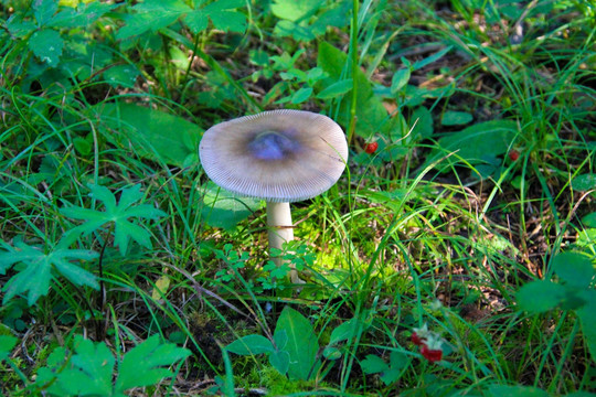 菌类绿地植物冶力关蘑菇