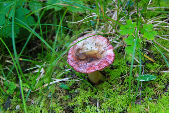 森林苔藓绿地菌类蘑菇