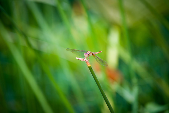 蜻蜓高清图