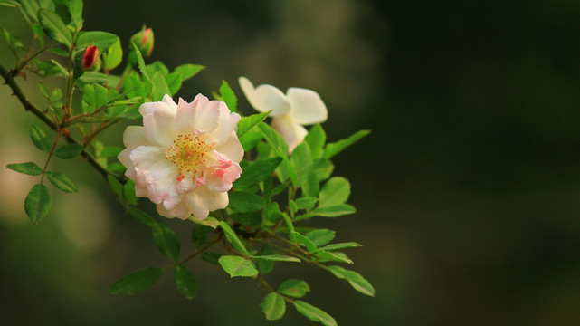 花俏枝头