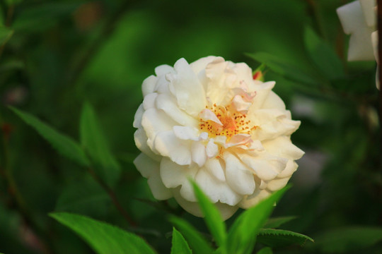 盛开的花朵