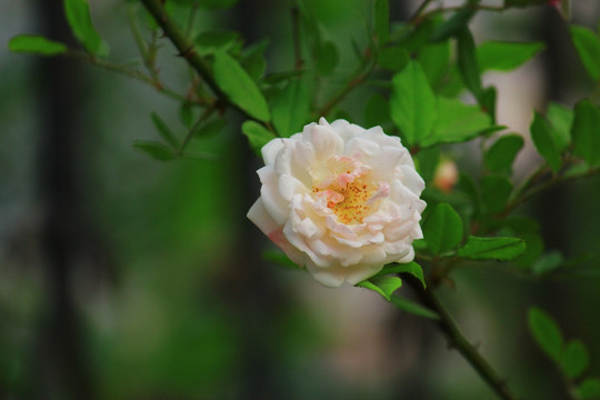 花俏枝头