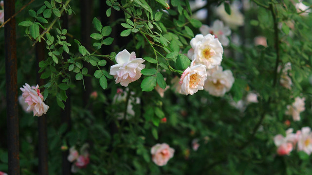 花枝