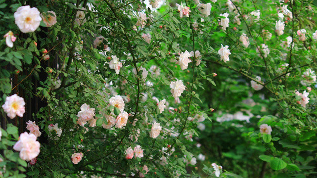 花团锦簇