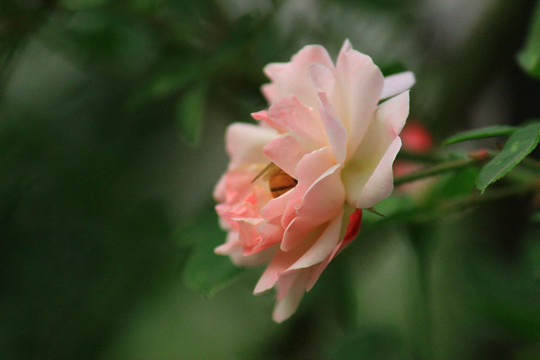 春天的花朵