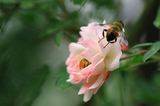 采花的蜜蜂