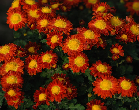 菊花 野菊花 秋菊 小菊花