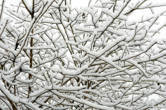 雪覆盖的树枝