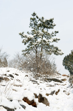 雪中的松树