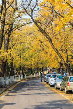秋天的街道