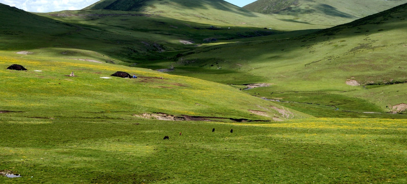 西藏高山草原背景