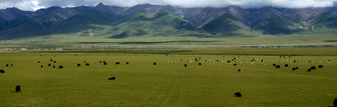 高原牦牛草原
