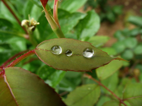 夏天雨后叶子搭载雨滴花卉jpg