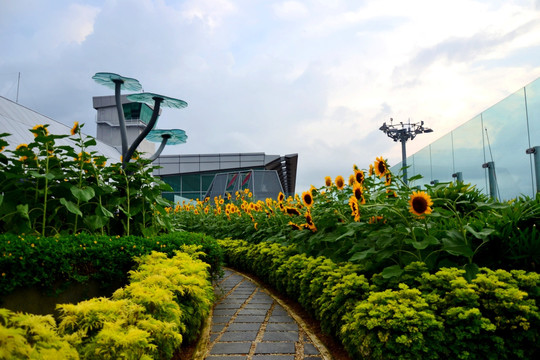 新加坡机场花园