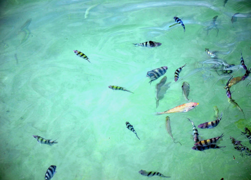 沙巴海滨的热带鱼