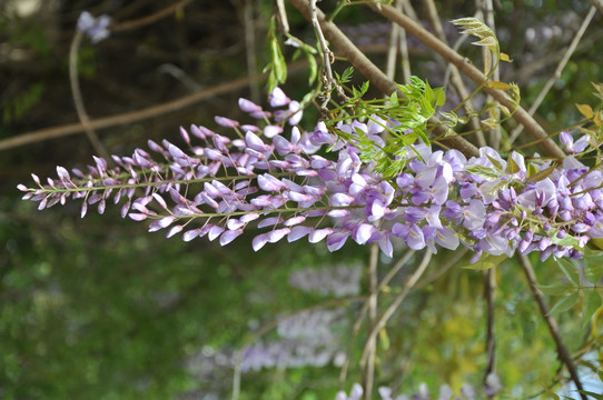 紫藤花开