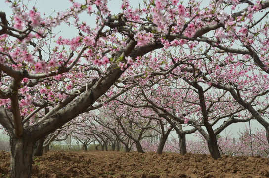 桃花园