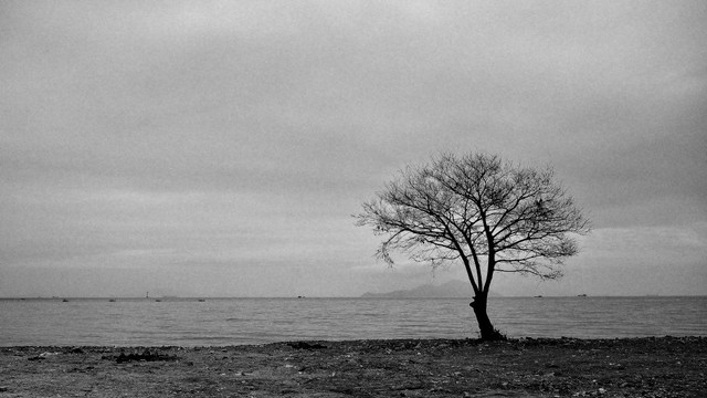 黑白风景海与树