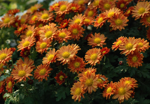 菊花 野菊花 秋菊 小菊花