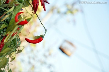 辣椒