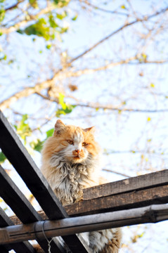 猫
