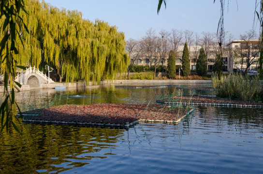 水面养殖 无土栽培