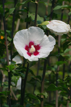 木槿花