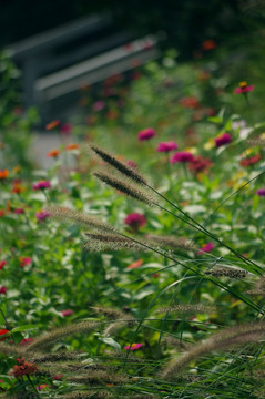 花草 狗尾巴草