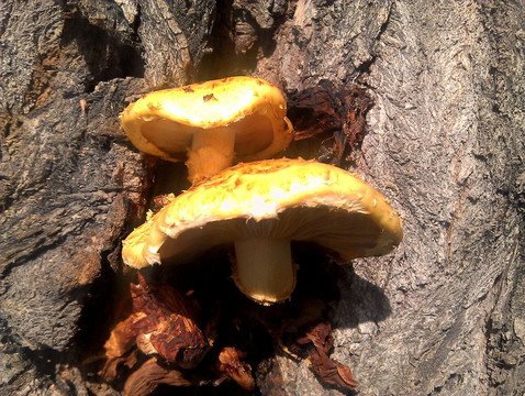 金色的柳树菇