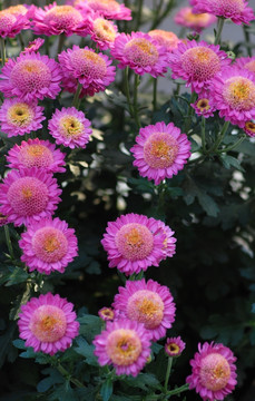 菊花 野菊花 秋菊 小菊花